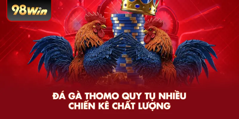 Đá gà Thomo quy tụ nhiều chiến kê chất lượng